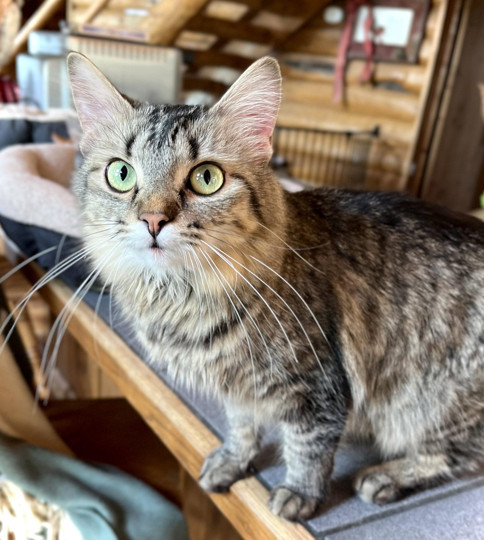 Trinket, a Adopted Domestic Medium Hair in Estherville, IA image 2/3