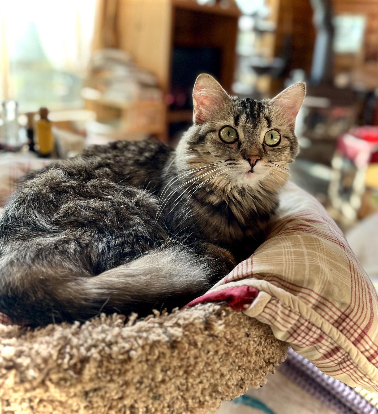 Trinket, a Adopted Domestic Medium Hair in Estherville, IA image 3/3