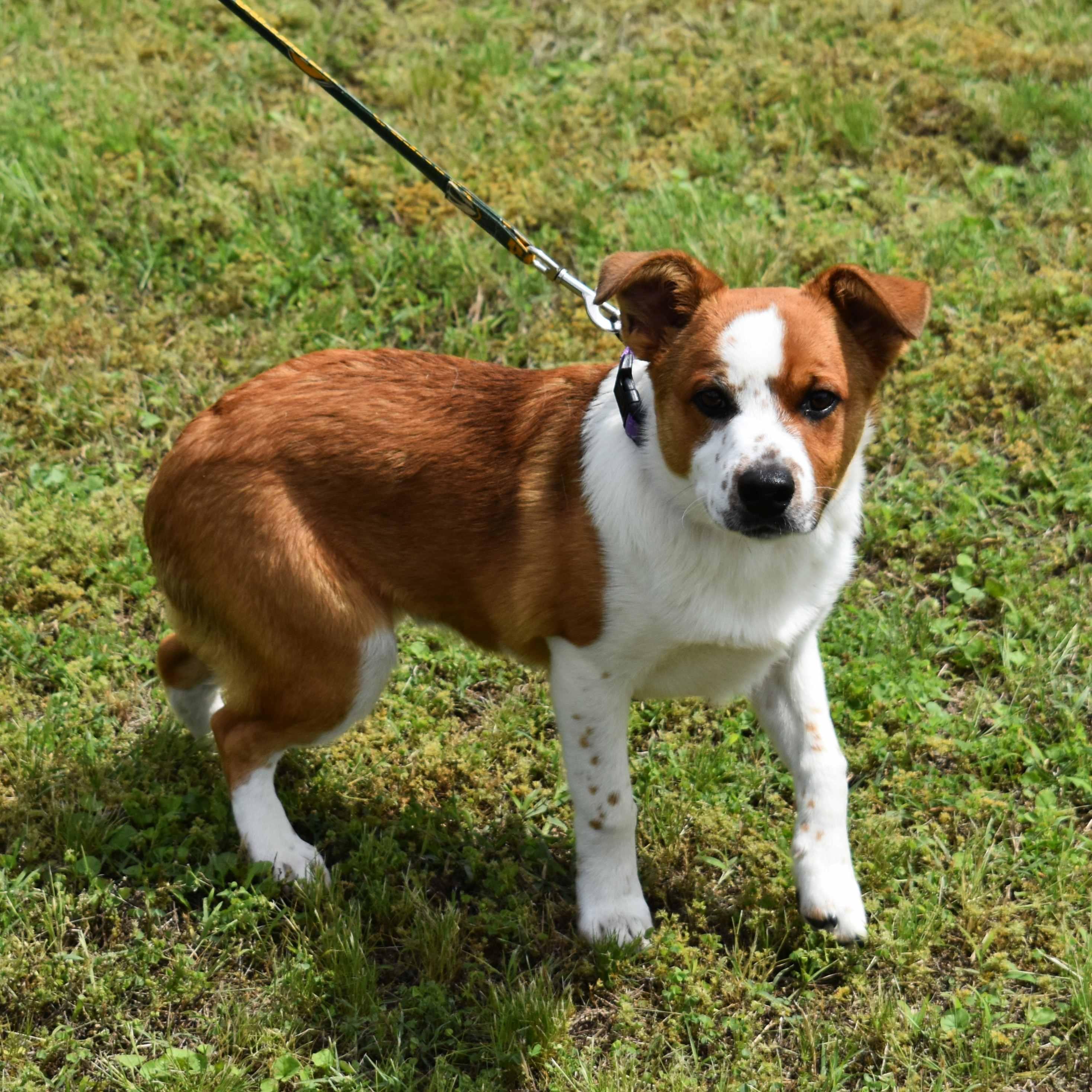 SpongeBob, a ADOPTABLE mixed breed in Searcy, AR image 3/6