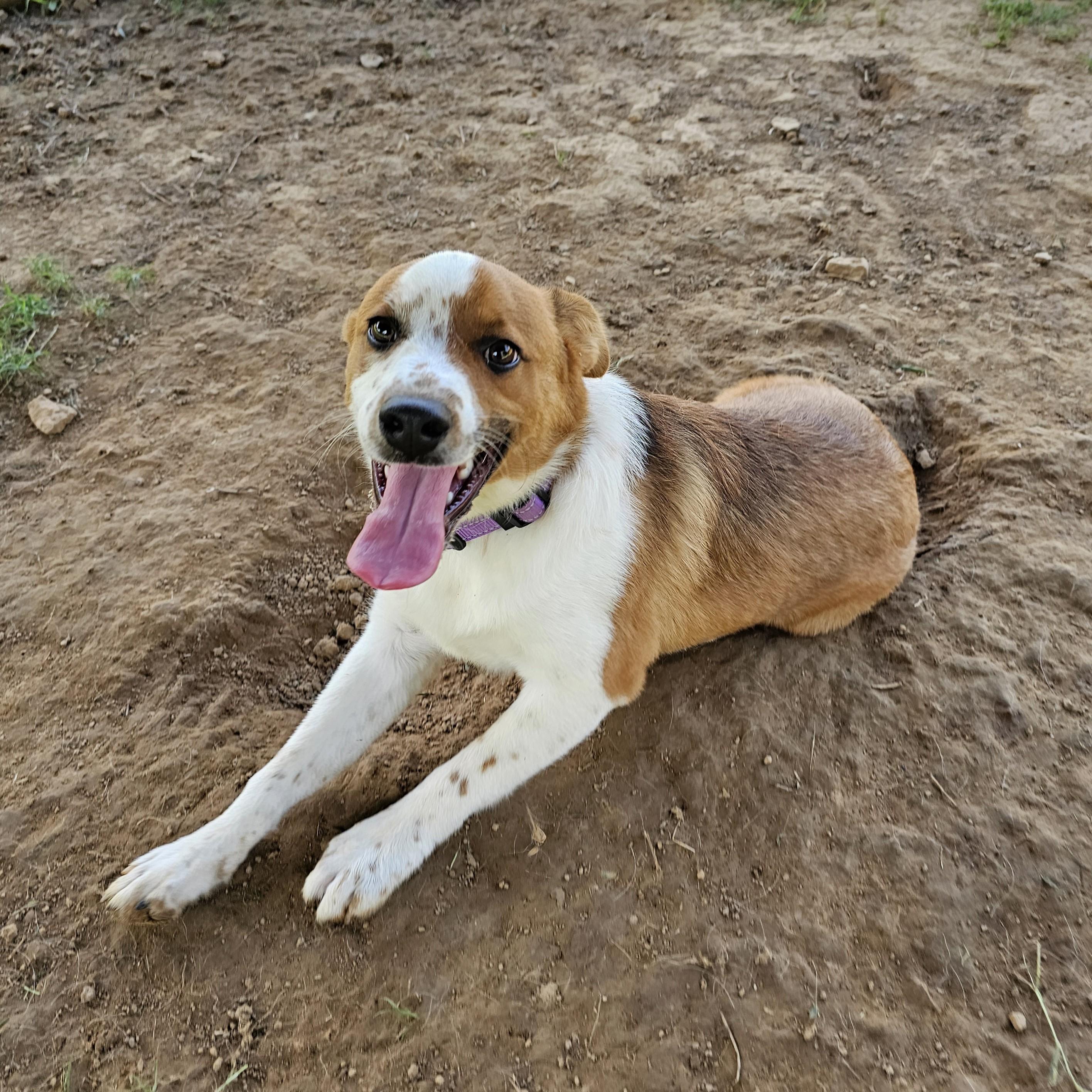 SpongeBob, a ADOPTABLE mixed breed in Searcy, AR image 6/6