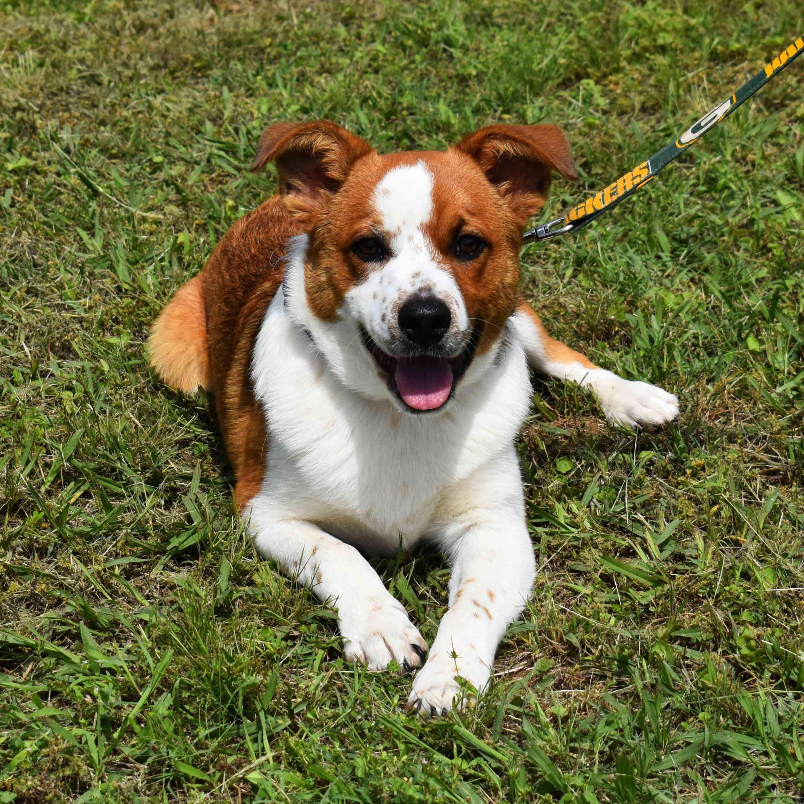 SpongeBob, ADOPTABLE, Puppy Male Australian Cattle Dog / Blue Heeler.