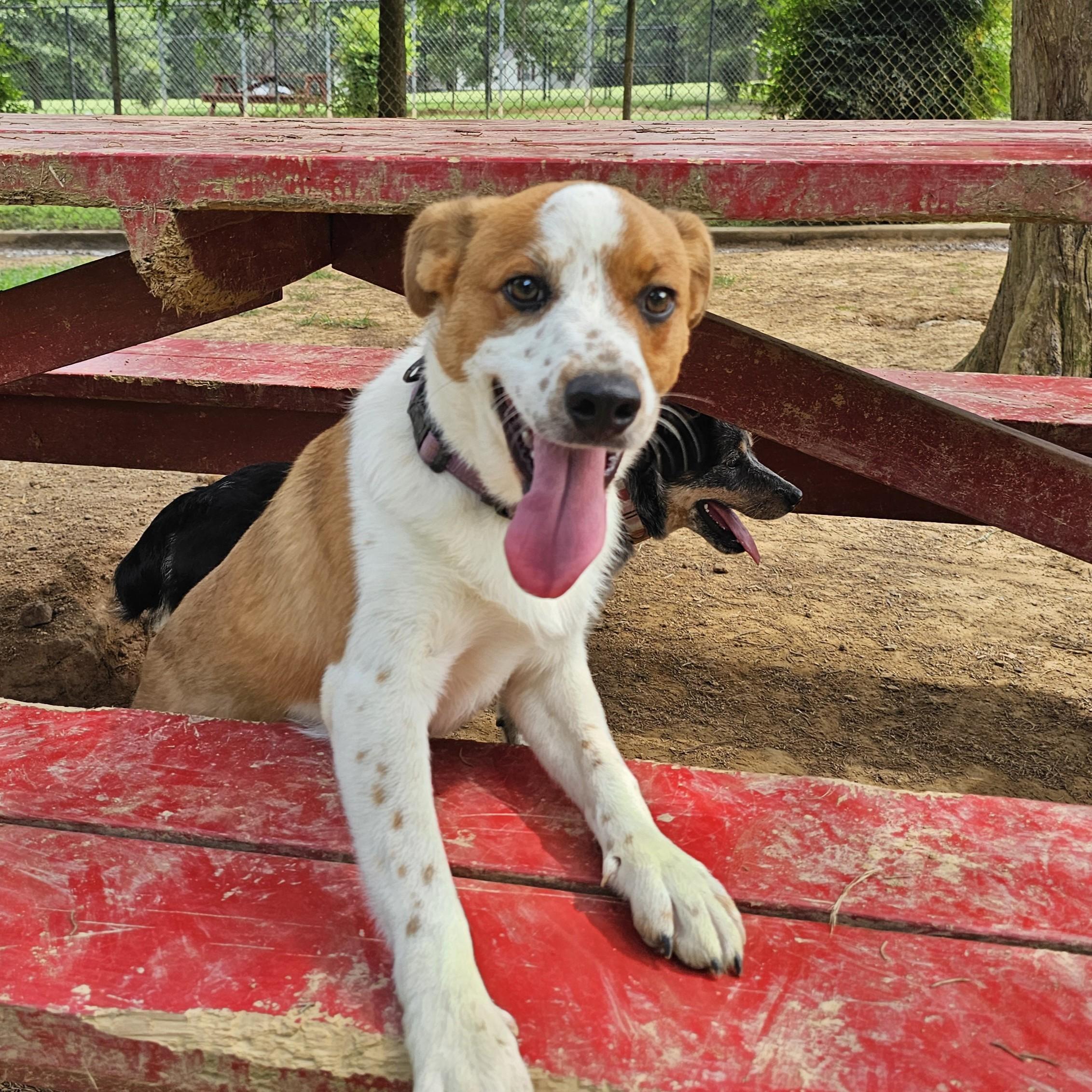 SpongeBob, a ADOPTABLE mixed breed in Searcy, AR image 4/6