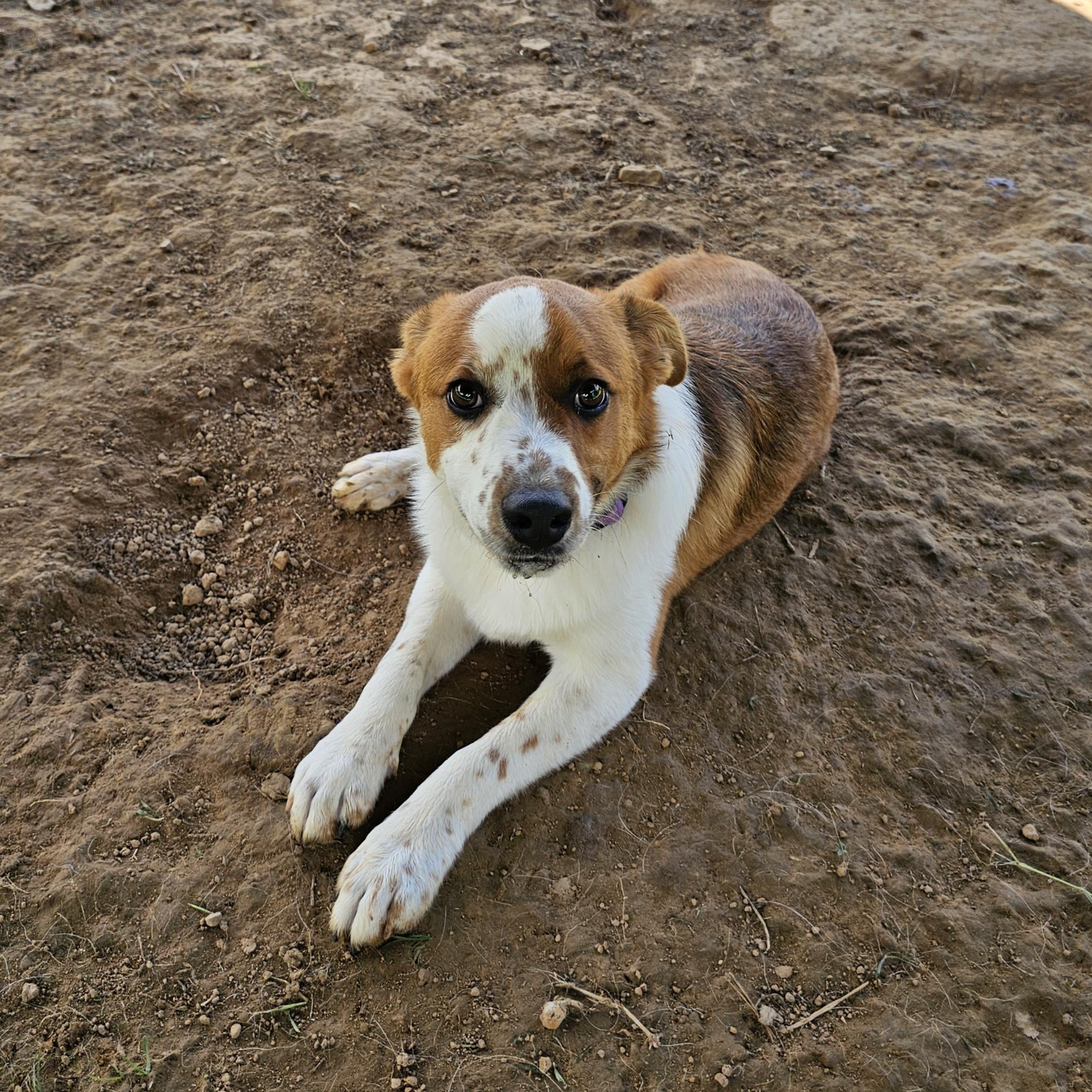 SpongeBob, a ADOPTABLE mixed breed in Searcy, AR image 5/6