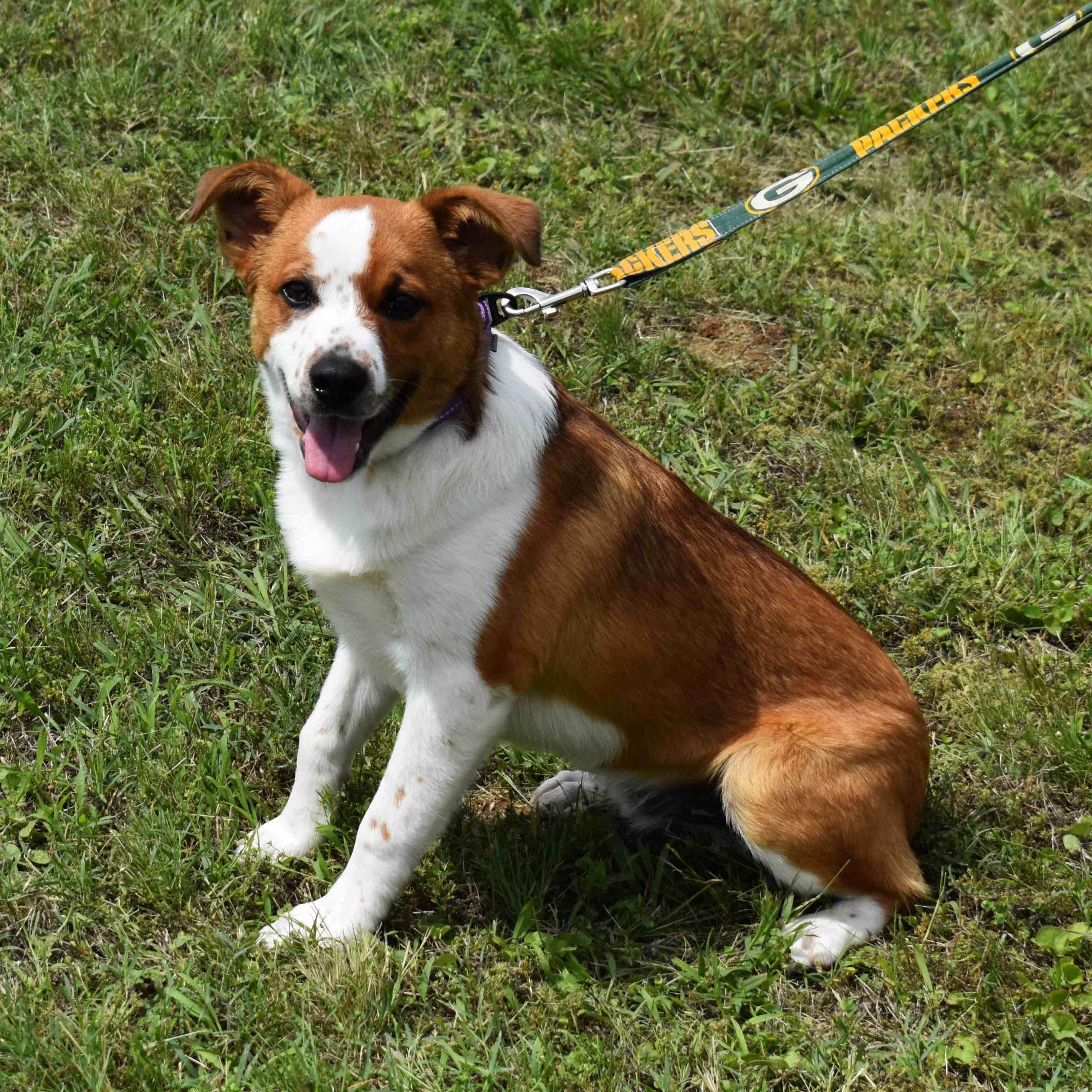SpongeBob, a ADOPTABLE mixed breed in Searcy, AR image 2/6