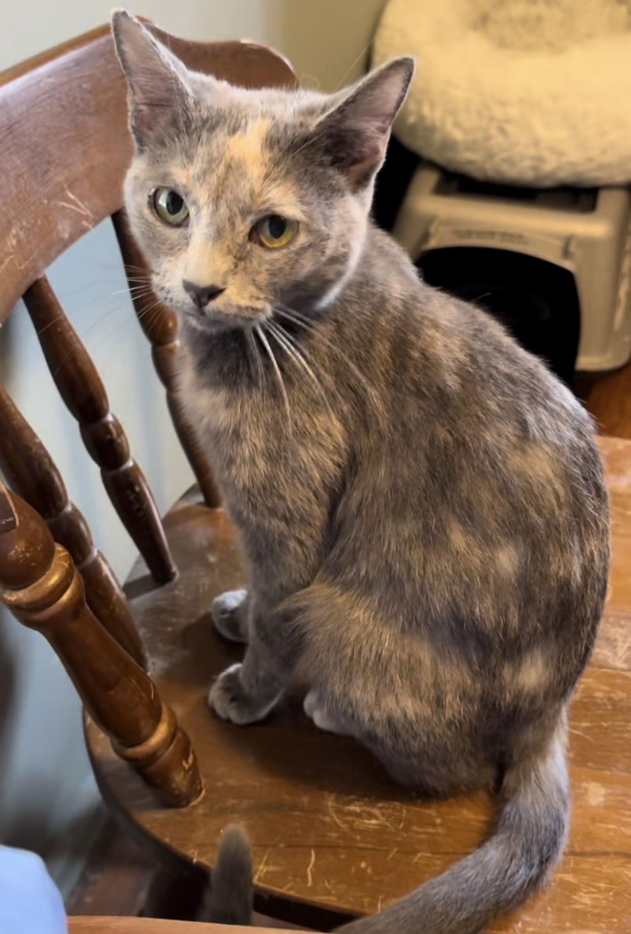 Enlarge Polly, a Adoptable Domestic Short Hair in Coralville, IA image 1/1