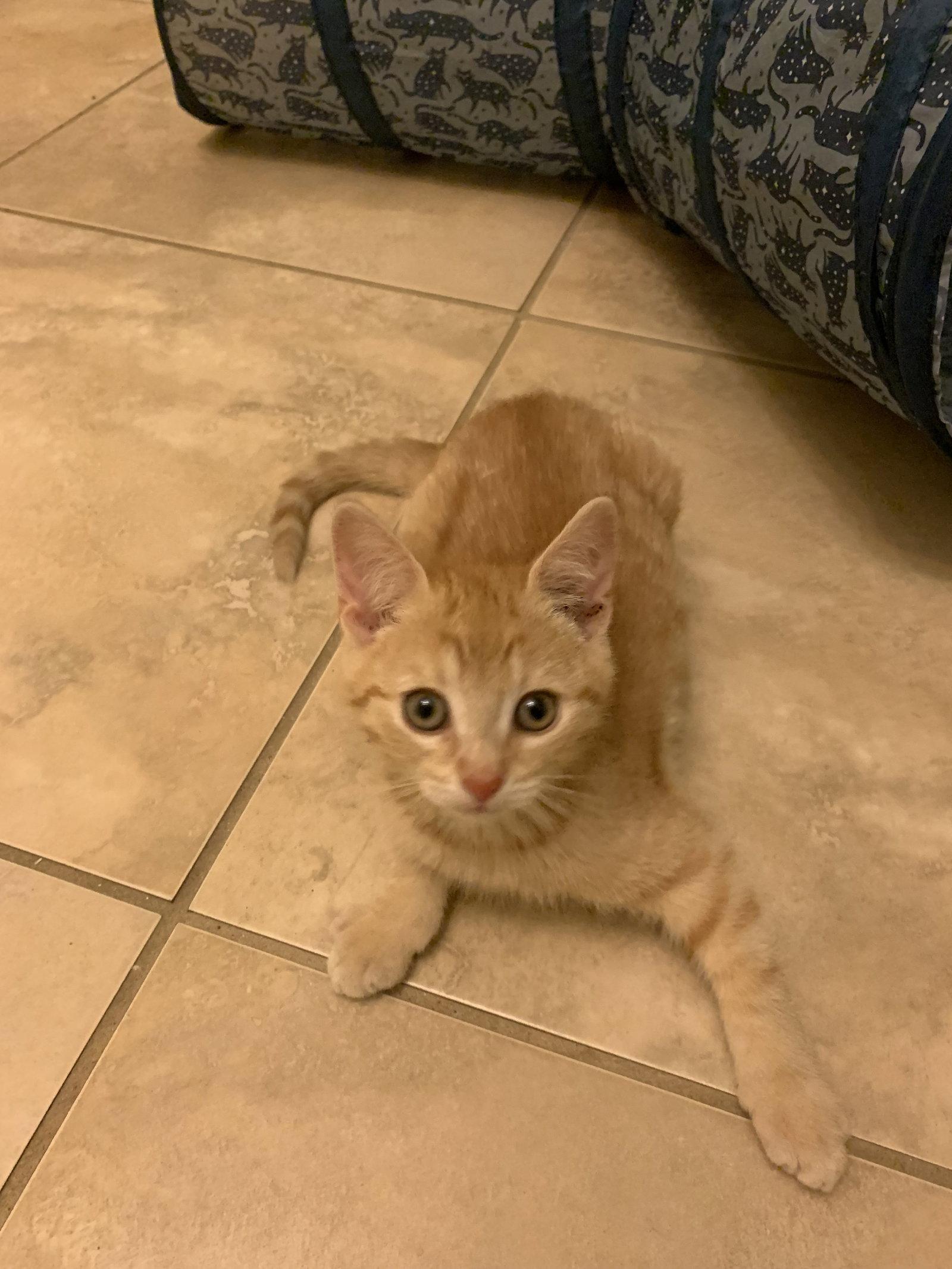 Jill (9367) Adopted, Adopted, Kitten Female Domestic Short Hair.