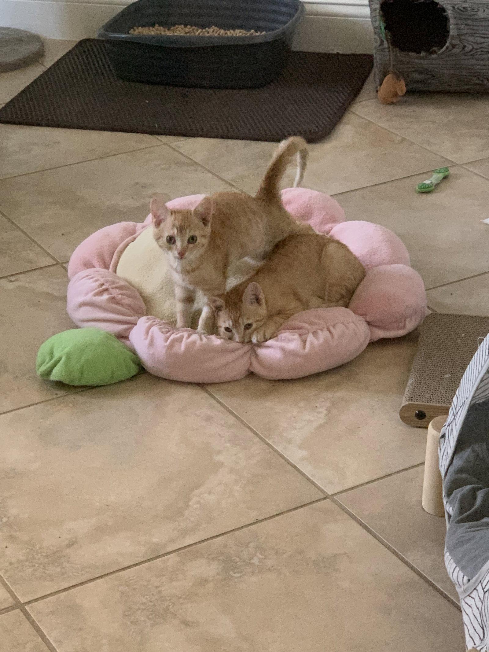 Enlarge Jill (9367) Adopted, a Adopted Domestic Short Hair in Wesley Chapel, FL image 2/2