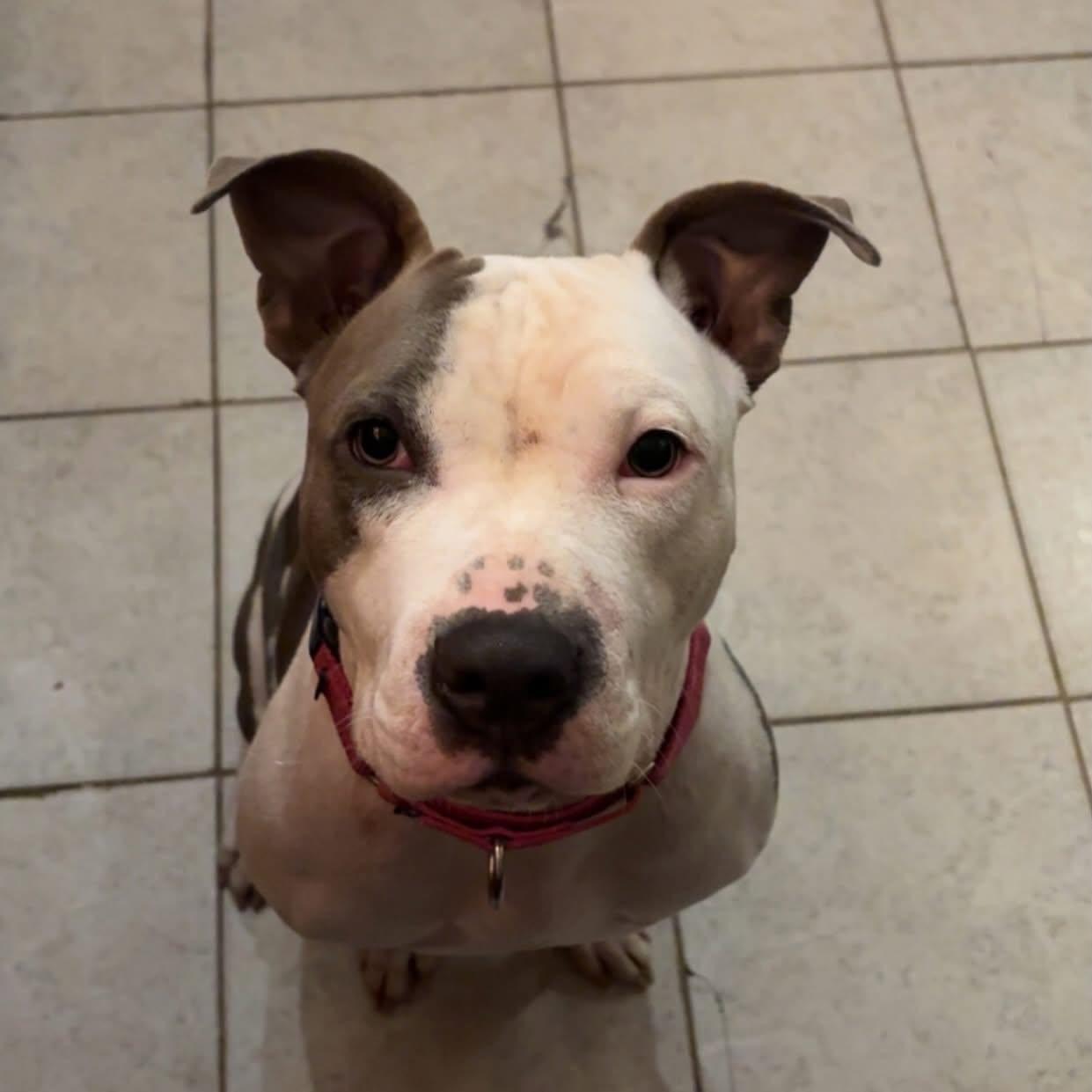 Blair, a ADOPTABLE mixed breed in Salem, NH image 4/6