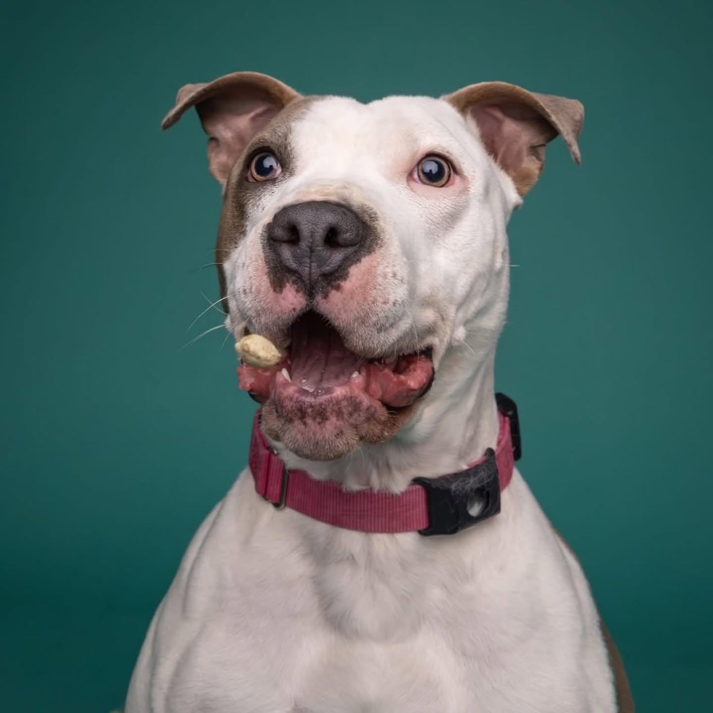 Blair, a ADOPTABLE mixed breed in Salem, NH image 2/6