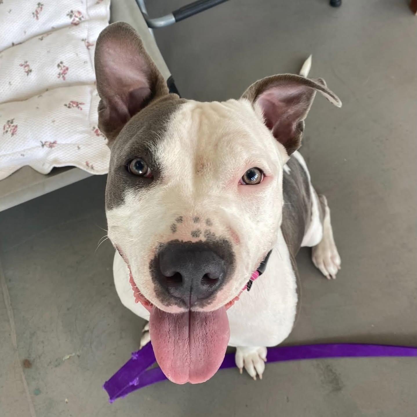 Blair, ADOPTABLE, Adult Female American Staffordshire Terrier.
