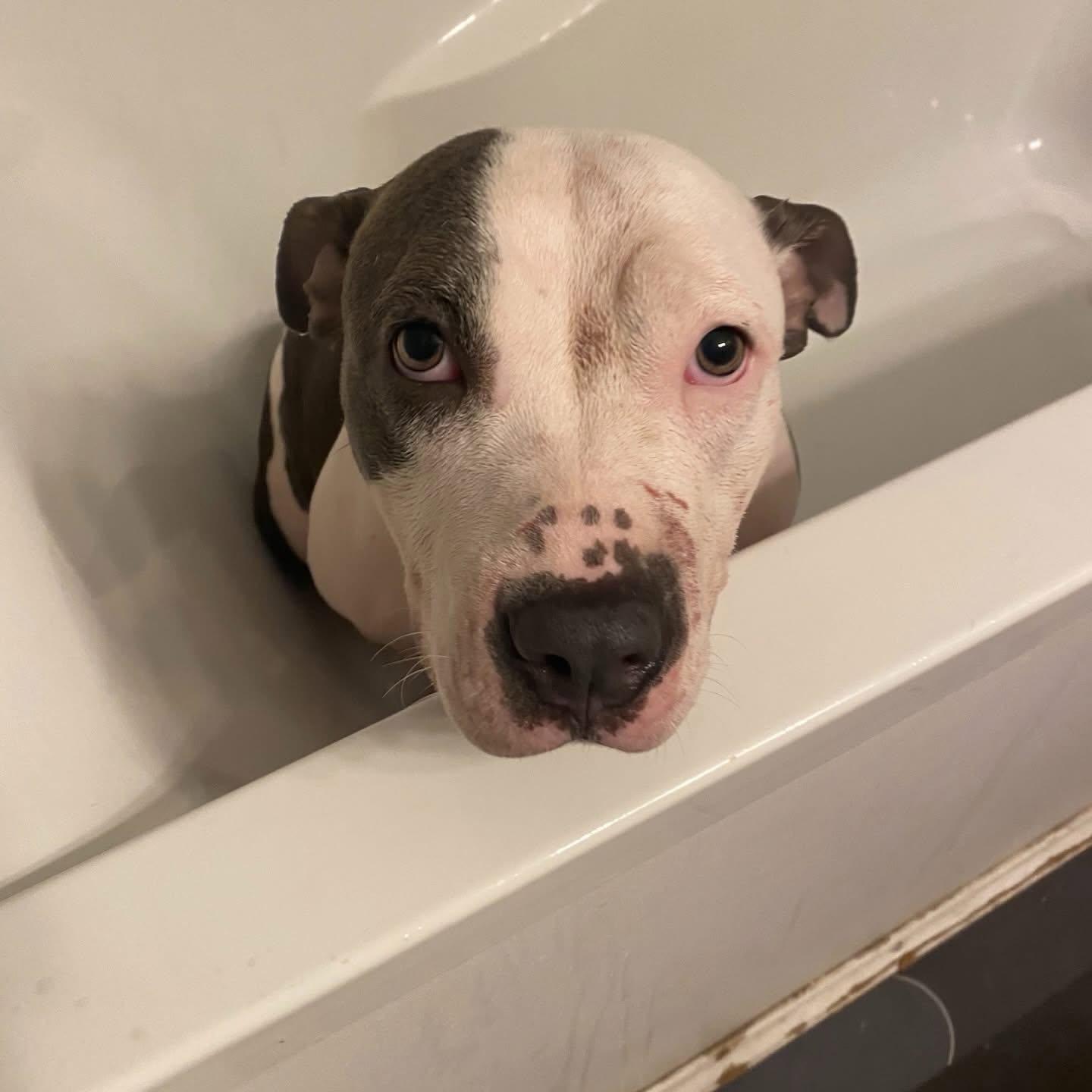 Blair, a ADOPTABLE mixed breed in Salem, NH image 6/6