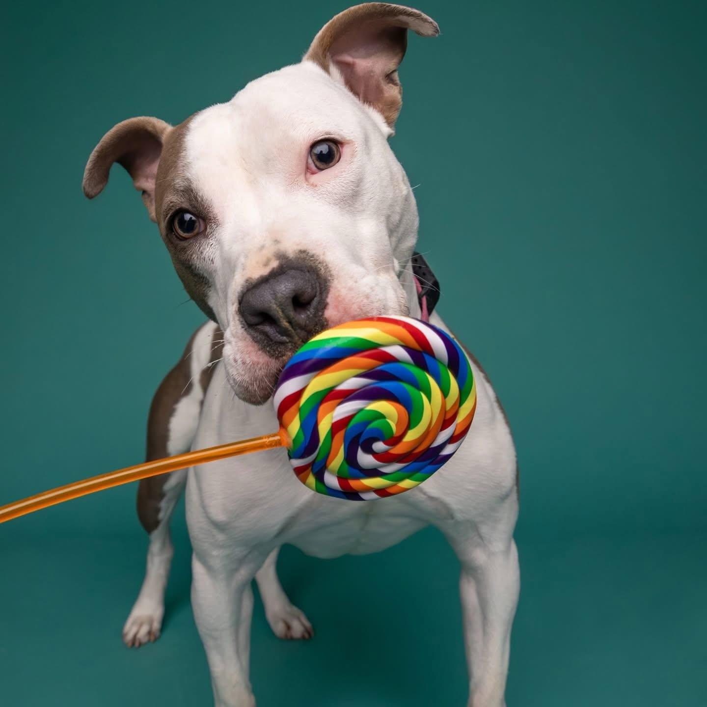 Blair, a ADOPTABLE mixed breed in Salem, NH image 5/6