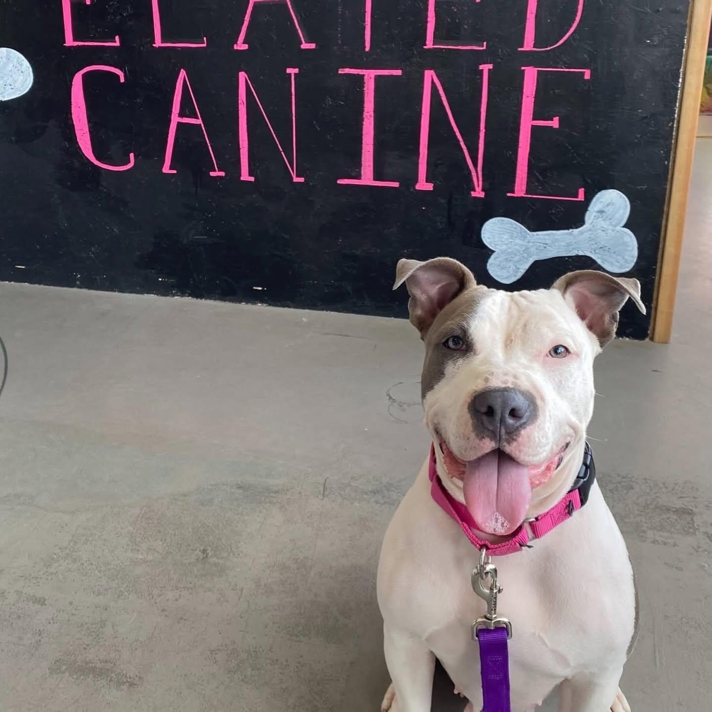 Blair, a ADOPTABLE mixed breed in Salem, NH image 3/6