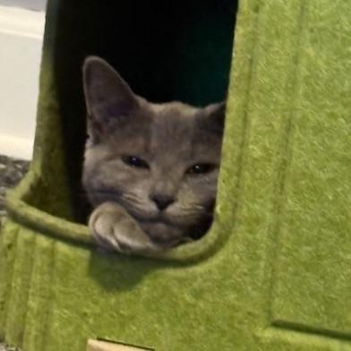 Enlarge Nissa, a ADOPTABLE mixed breed in Villa Park, IL image 3/5