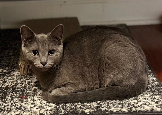 Enlarge Nissa, a ADOPTABLE mixed breed in Villa Park, IL image 2/5