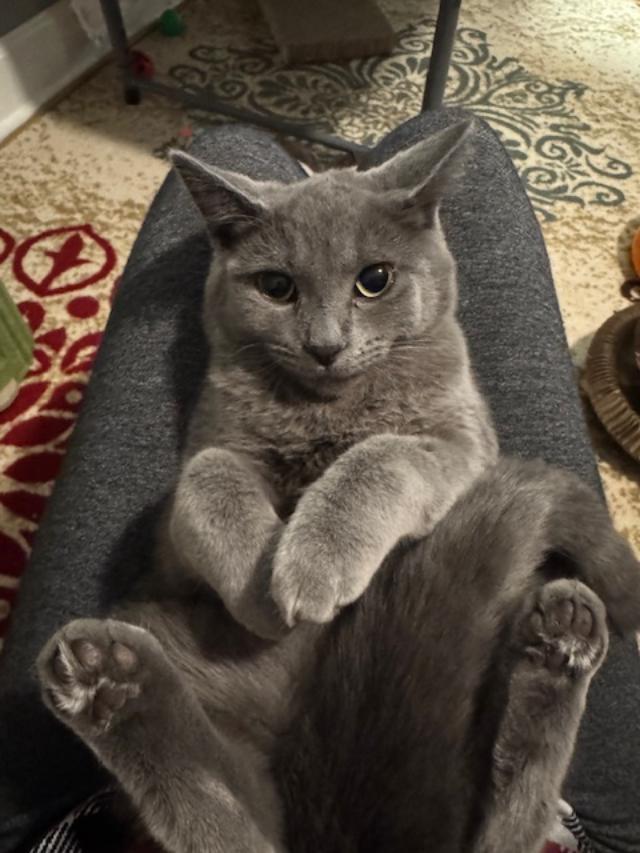 Nissa, ADOPTABLE, Kitten Female Russian Blue & Domestic Short Hair.