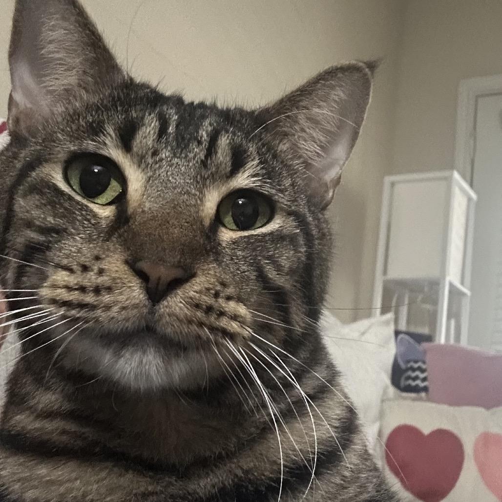 Enlarge Koby, a Adoptable Domestic Short Hair in Houston, TX image 1/1