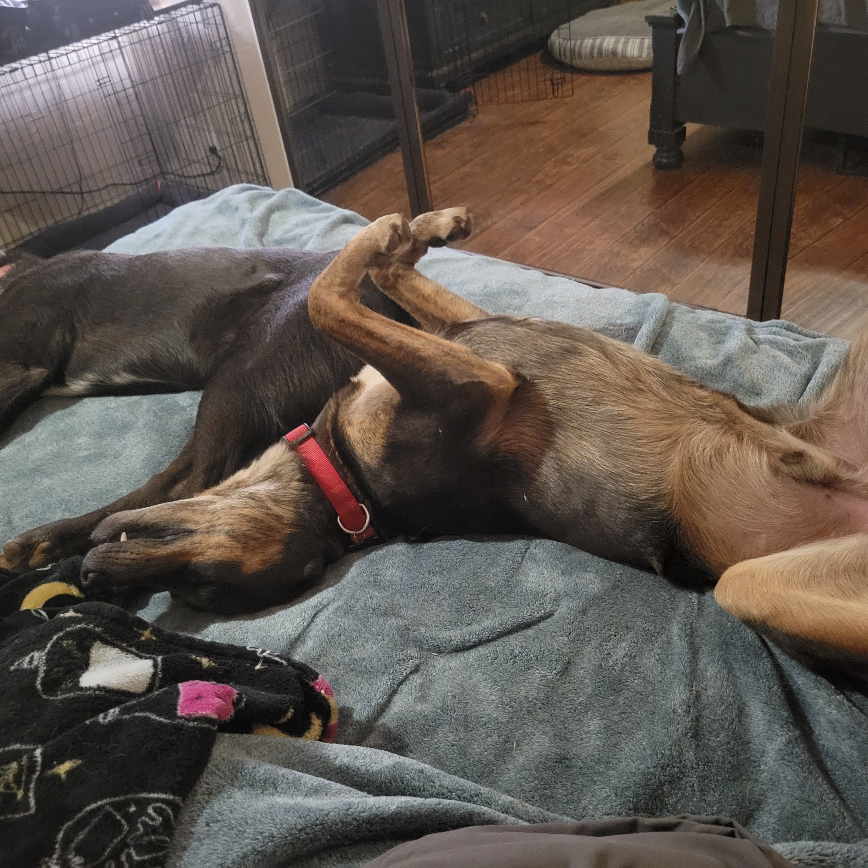 Doc, Adoptable, Young Male Pit Bull Terrier.