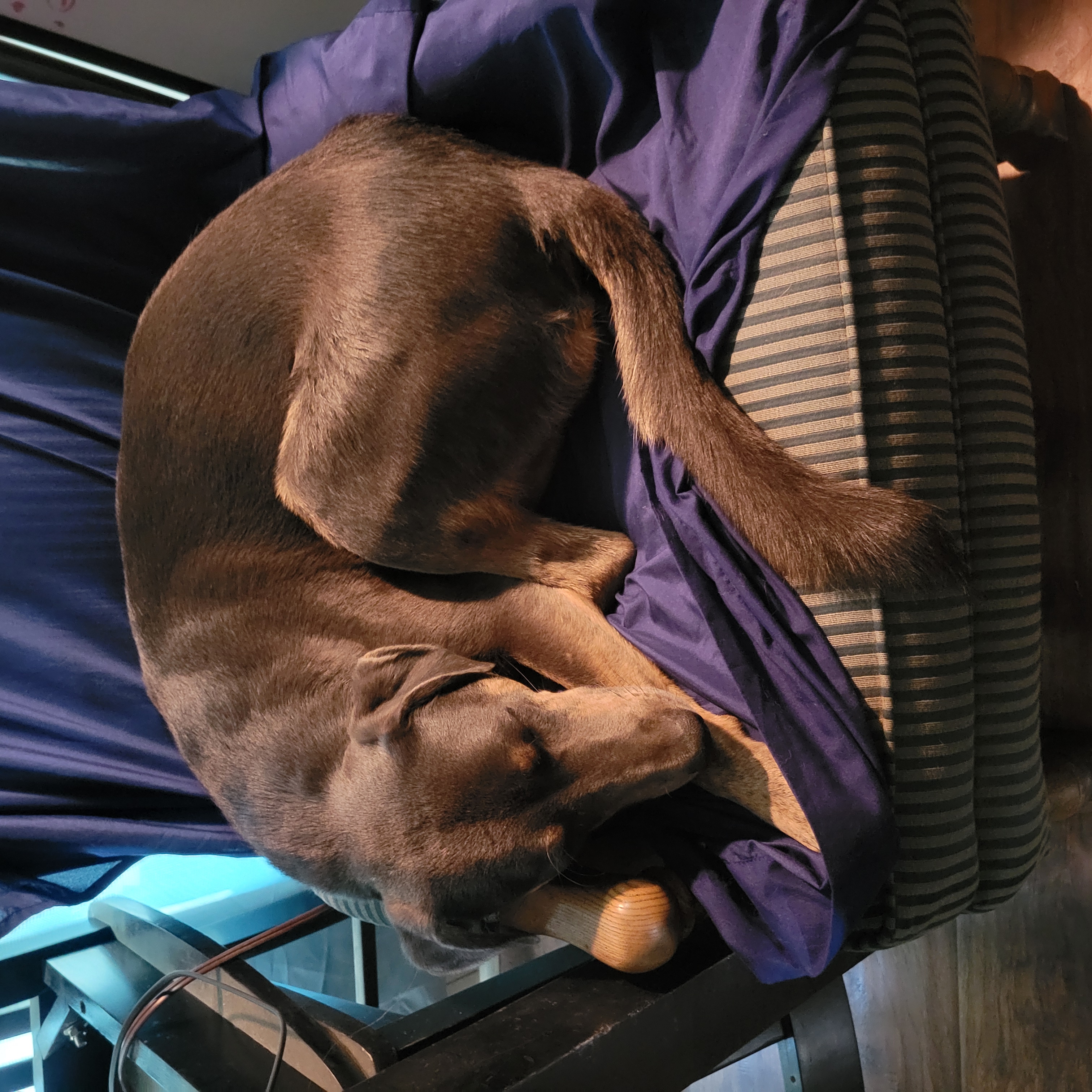 Doc, a Adoptable mixed breed in Temecula, CA image 2/3