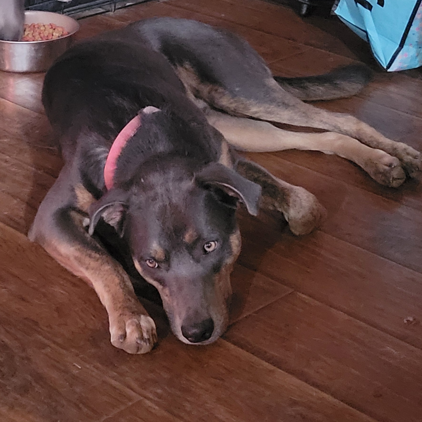 Doc, a Adoptable mixed breed in Temecula, CA image 3/3