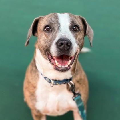 Enlarge Artie, a Adoptable mixed breed in Richmond, VA image 1/3