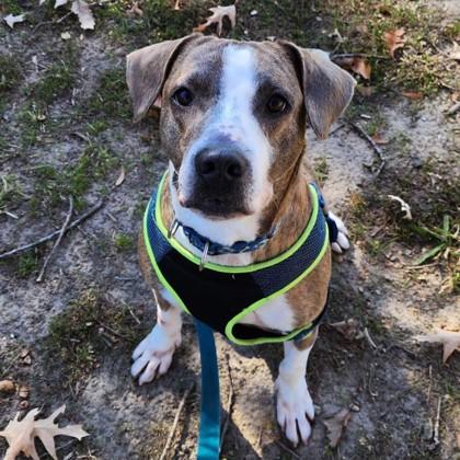 Artie, a Adoptable mixed breed in Richmond, VA image 1/3