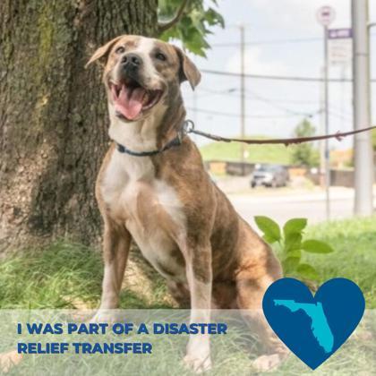 Artie, a Adoptable mixed breed in Richmond, VA image 2/3