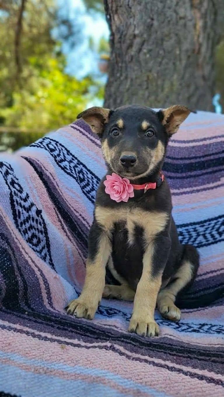 Enlarge Bo Peep, a Adoptable mixed breed in Temecula, CA image 1/1