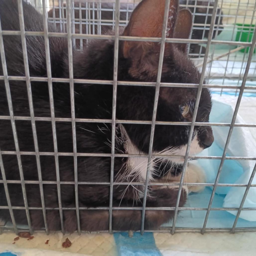 Enlarge Cowgirl, a Adoptable Domestic Short Hair in Ashtabula, OH image 1/2