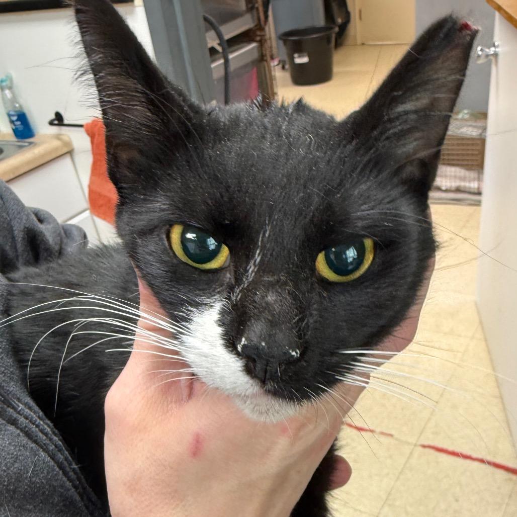 Enlarge Cowgirl, a Adoptable Domestic Short Hair in Ashtabula, OH image 2/2