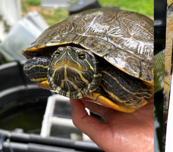Greta, Adult Female unknown