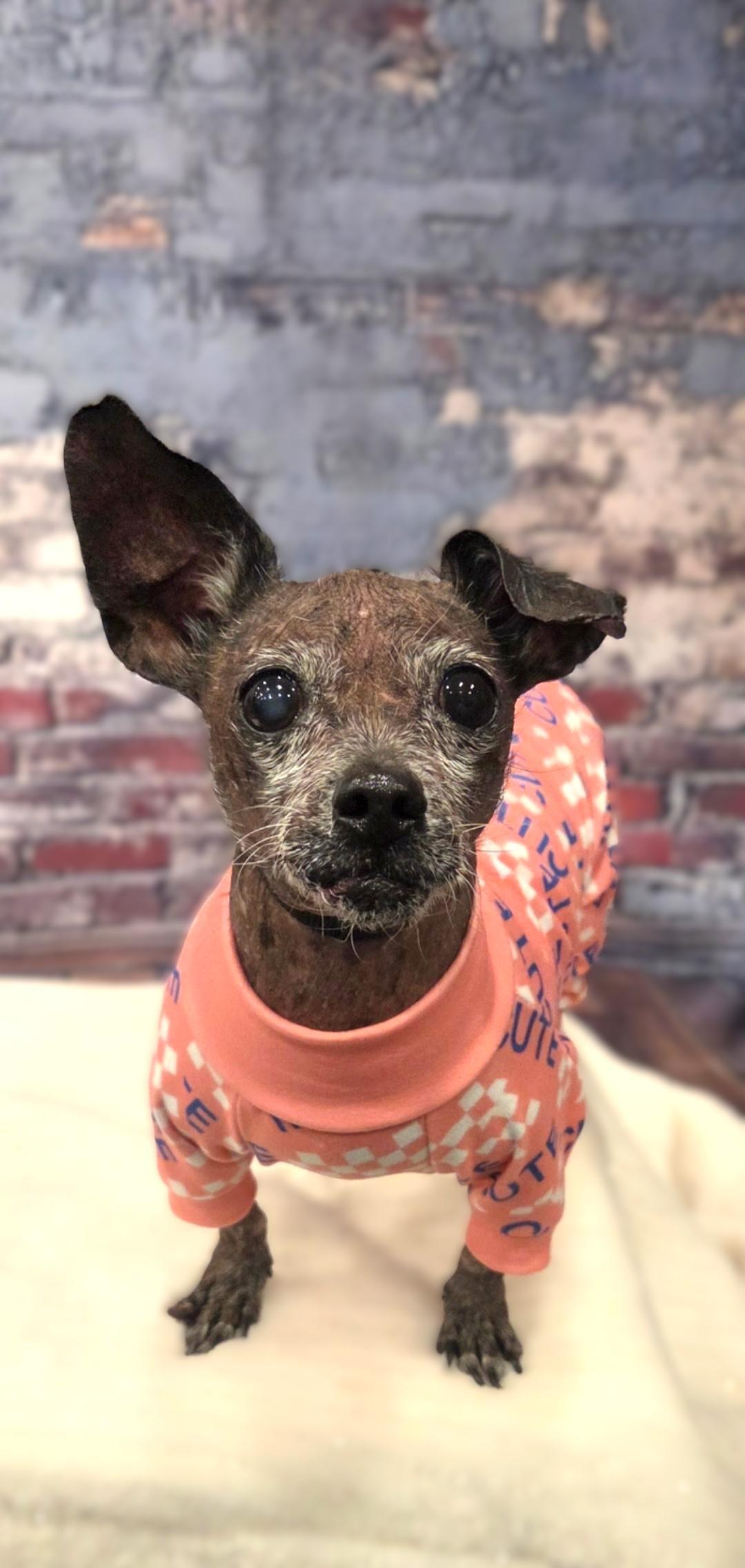 Enlarge GiGi, a Adoptable mixed breed in Bridgeton, MO image 3/6