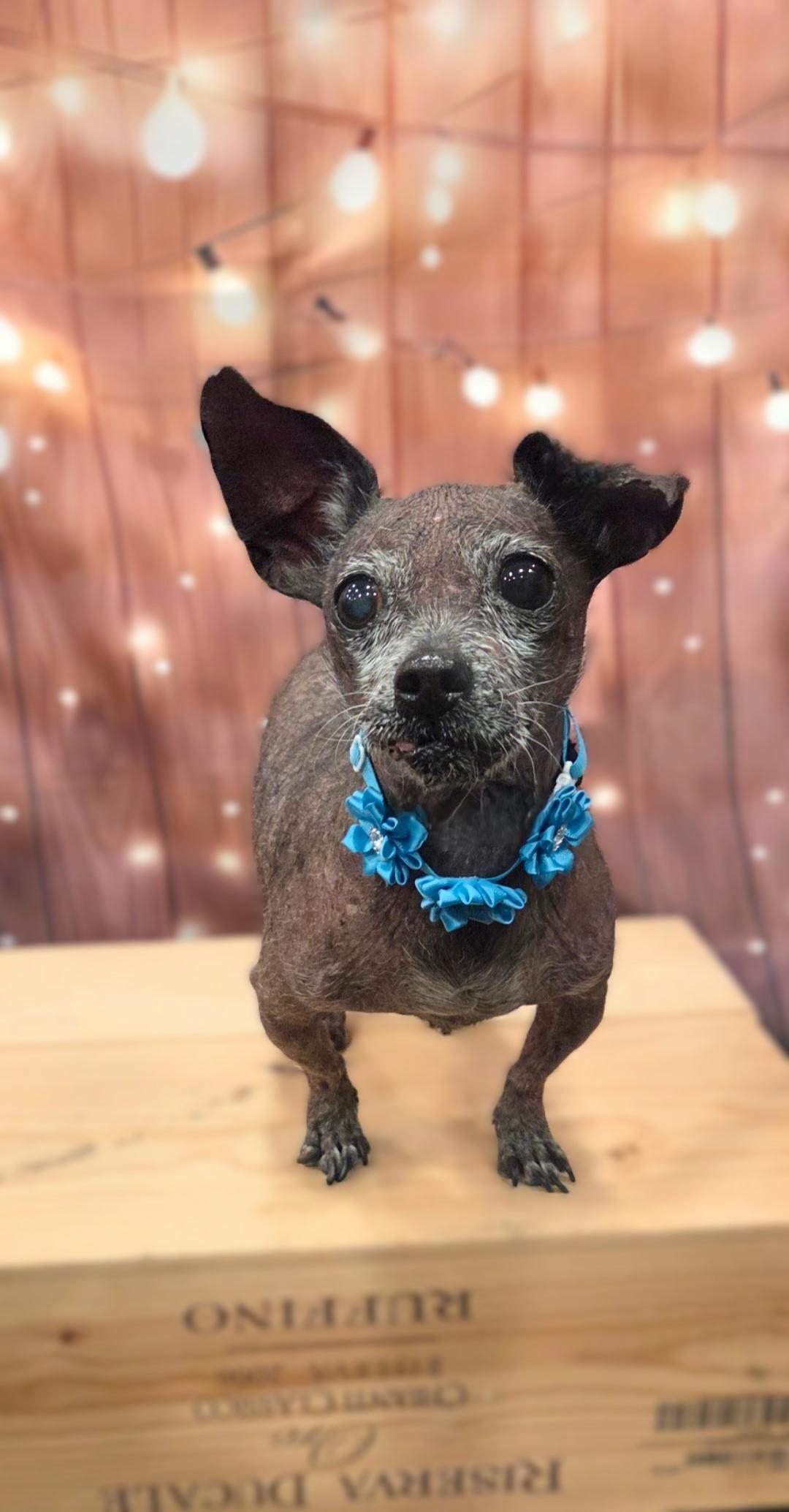 Enlarge GiGi, a Adoptable mixed breed in Bridgeton, MO image 2/6