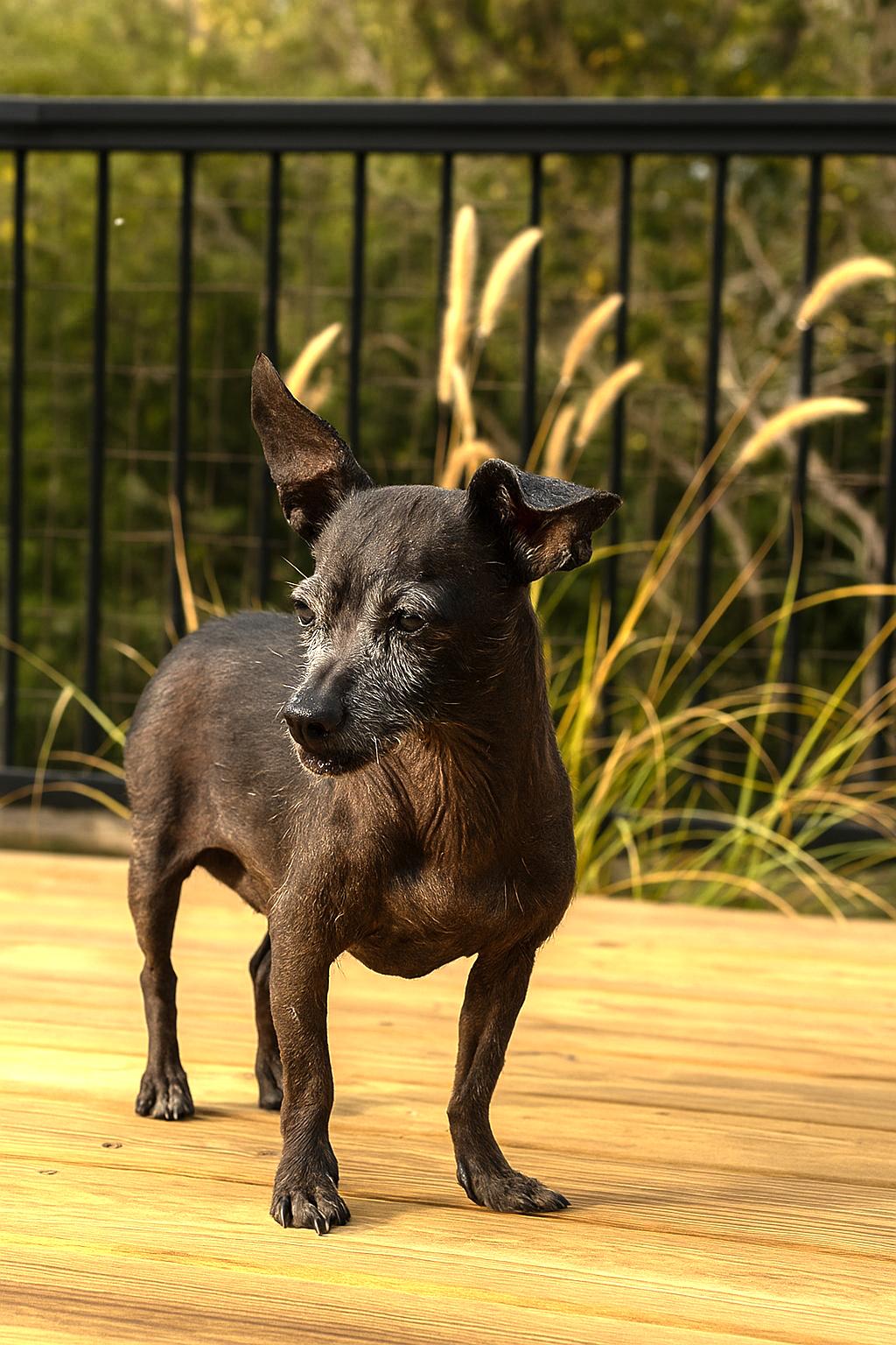GiGi, a Adoptable mixed breed in Bridgeton, MO image 6/6