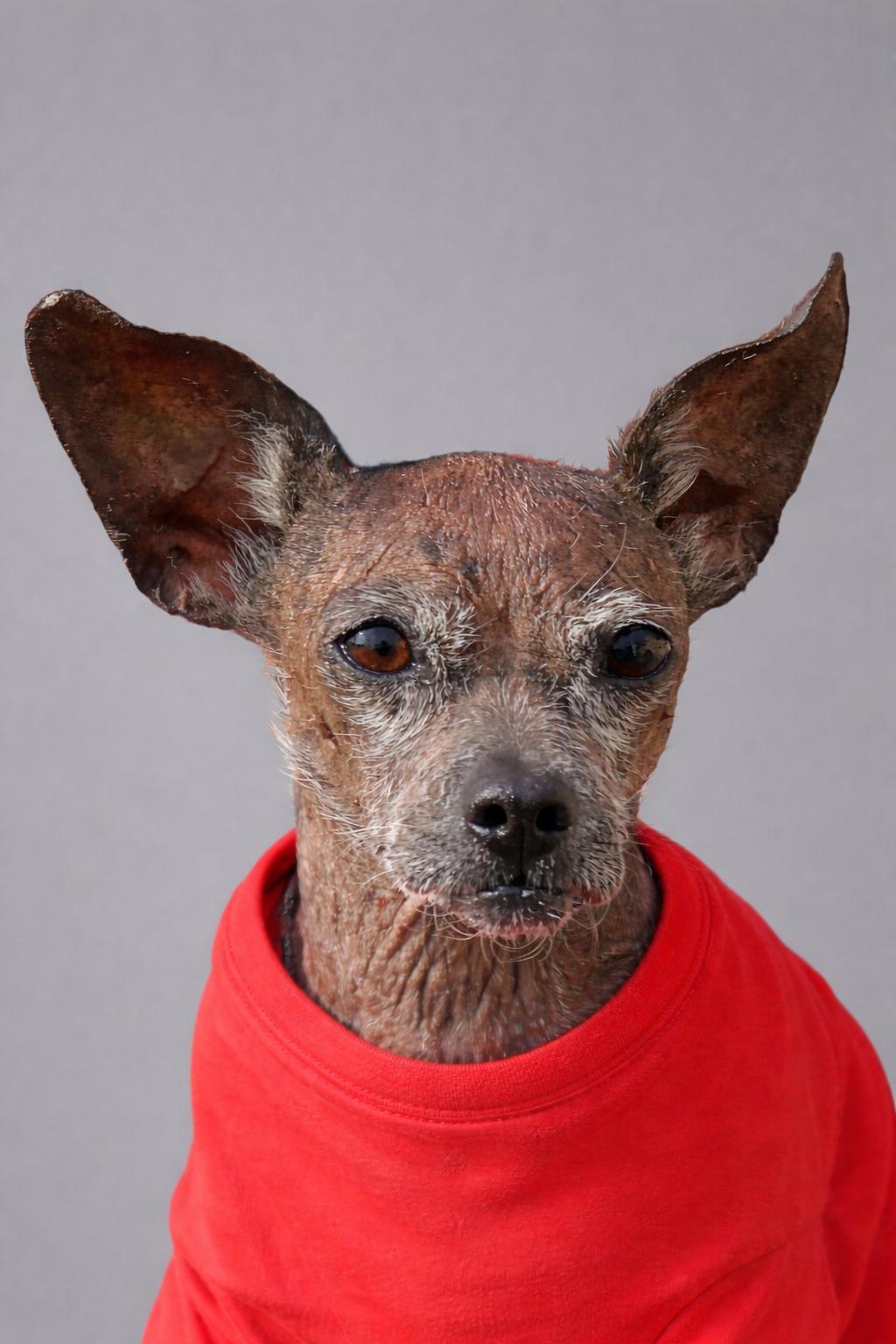 Enlarge GiGi, a Adoptable mixed breed in Bridgeton, MO image 5/6