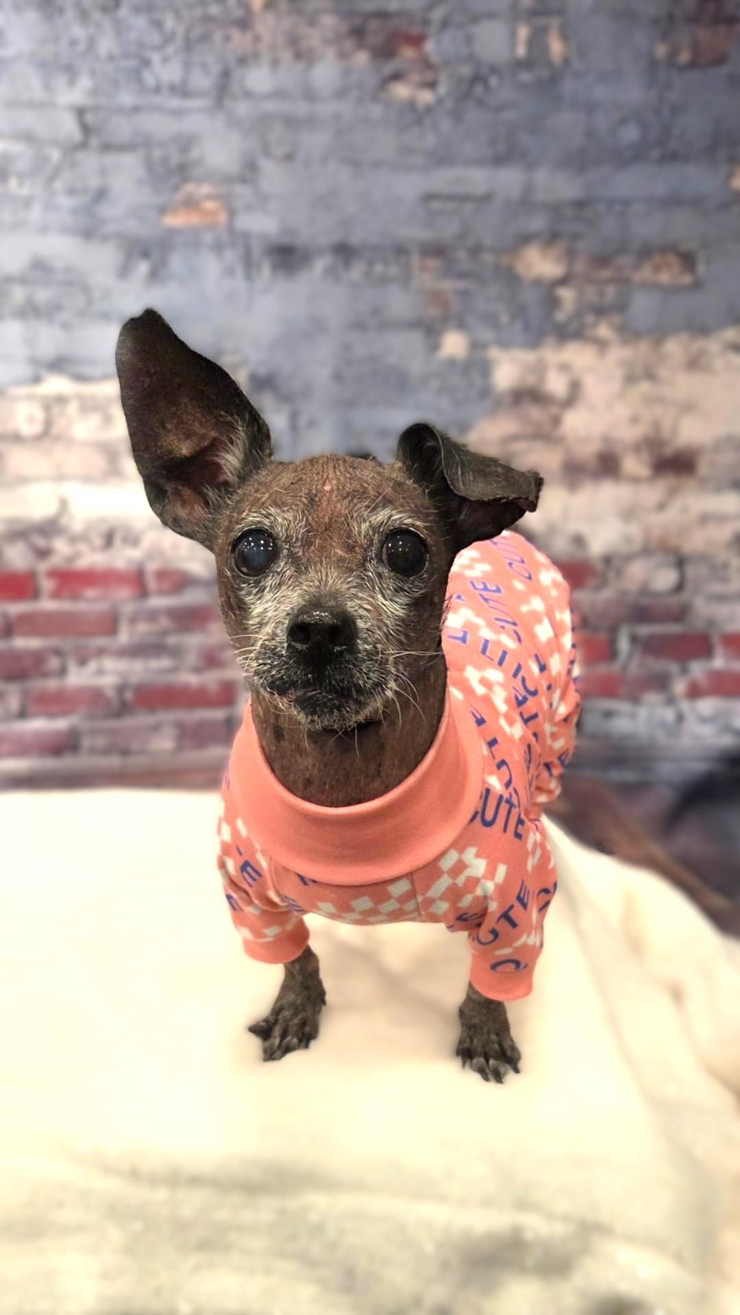 Enlarge GiGi, a Adoptable mixed breed in Bridgeton, MO image 4/6