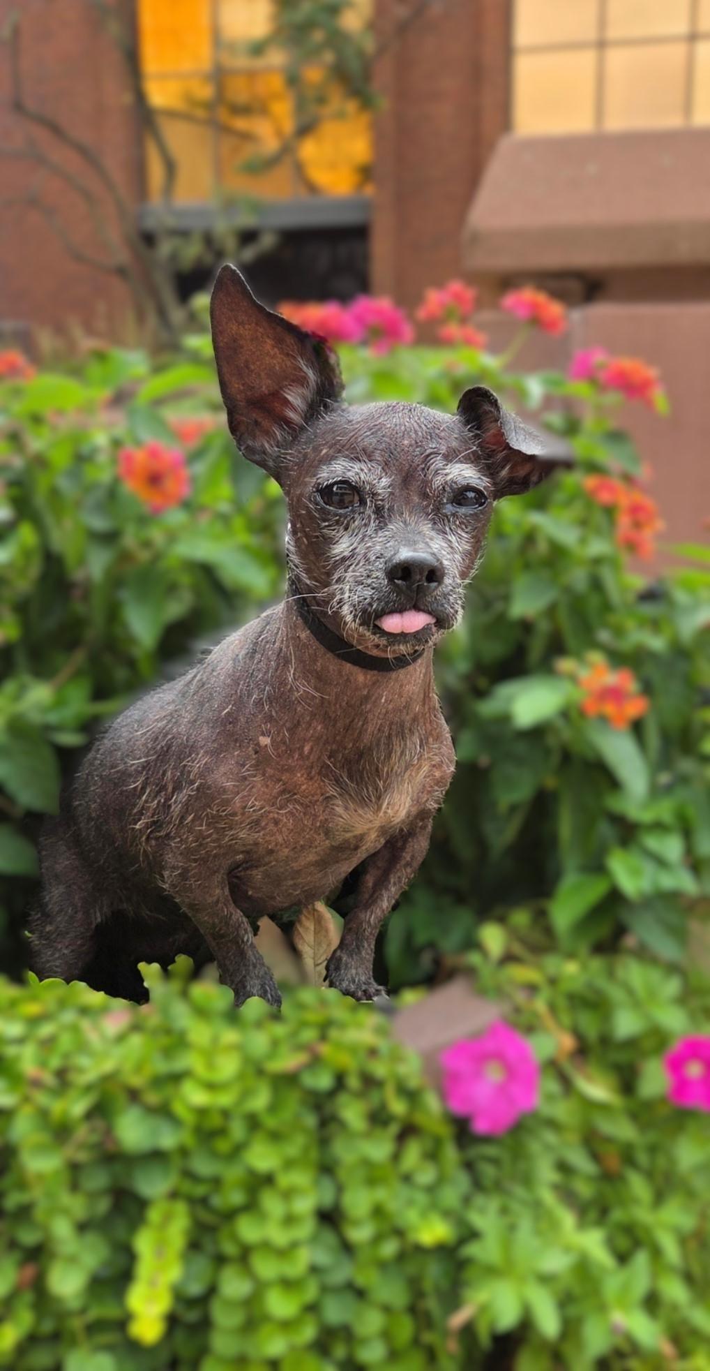 GiGi, a Adoptable mixed breed in Bridgeton, MO image 2/6