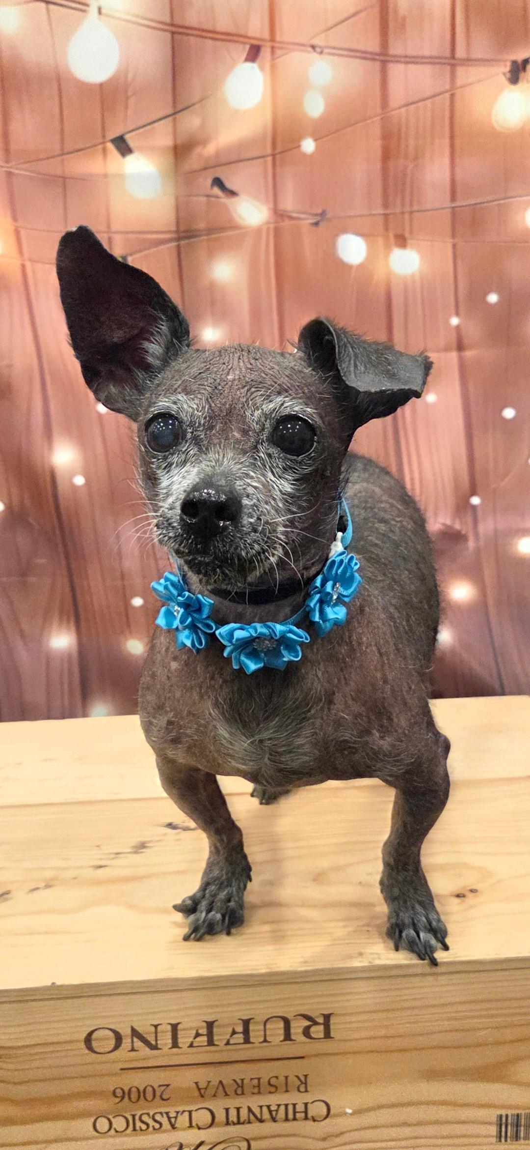 GiGi, Adoptable, Senior Female Xoloitzcuintli / Mexican Hairless & Chihuahua.