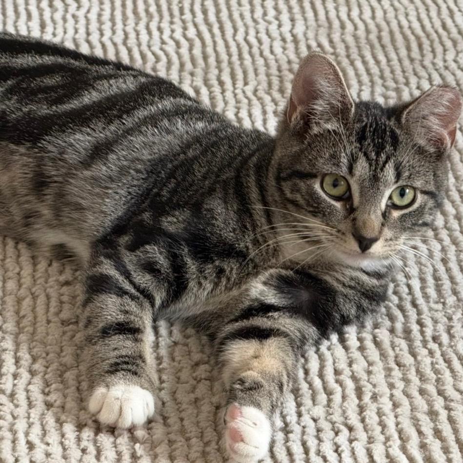 Whiskey — thumbnail 2