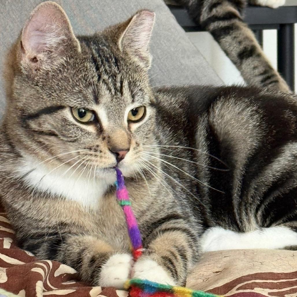 Whiskey — thumbnail 4