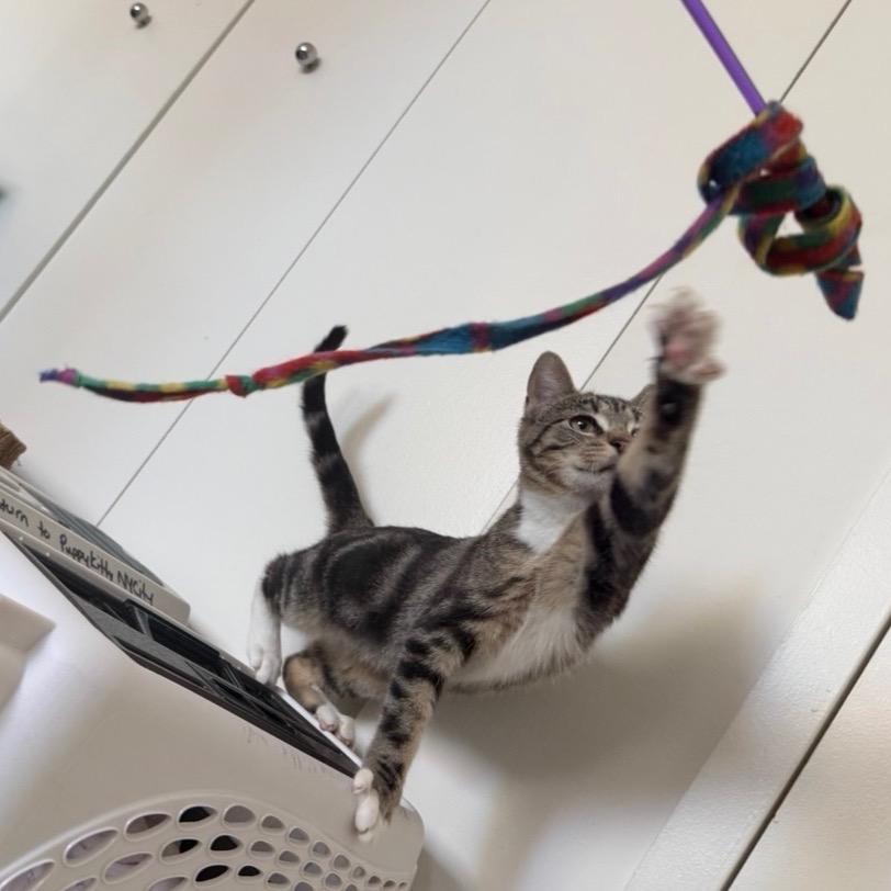 Whiskey — thumbnail 5