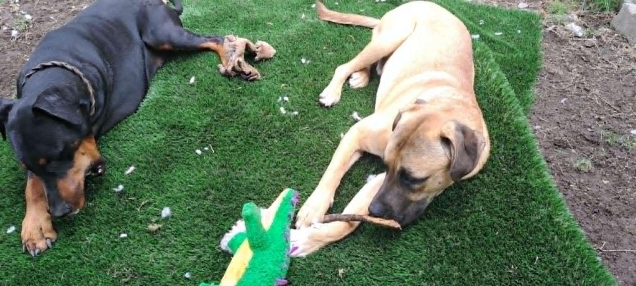 Enlarge Elliott, a Adoptable mixed breed in North Vancouver, BC image 5/5