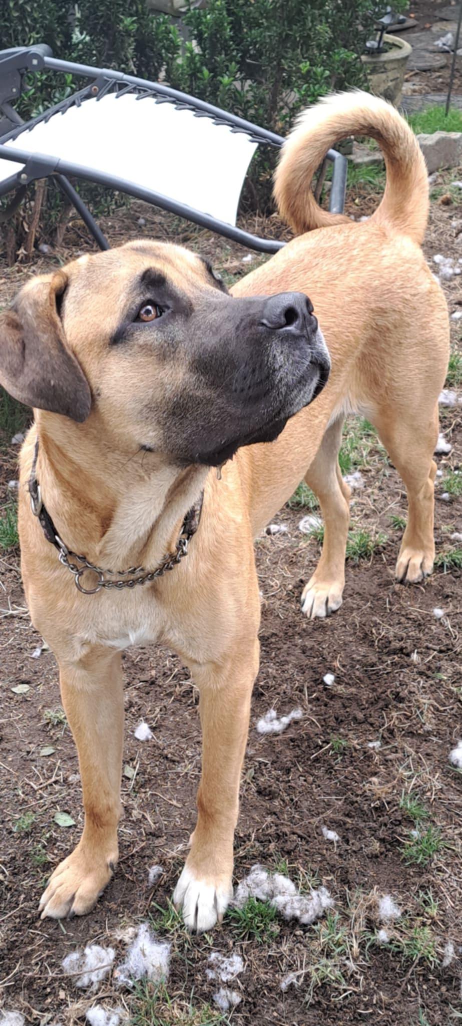 Enlarge Elliott, a Adoptable mixed breed in North Vancouver, BC image 1/5