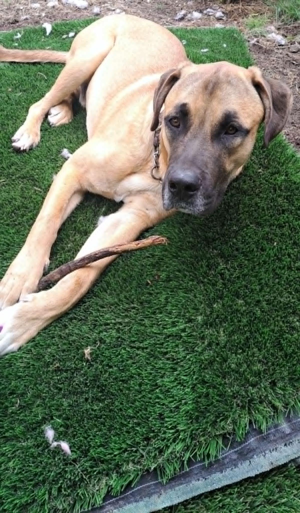 Enlarge Elliott, a Adoptable mixed breed in North Vancouver, BC image 2/5