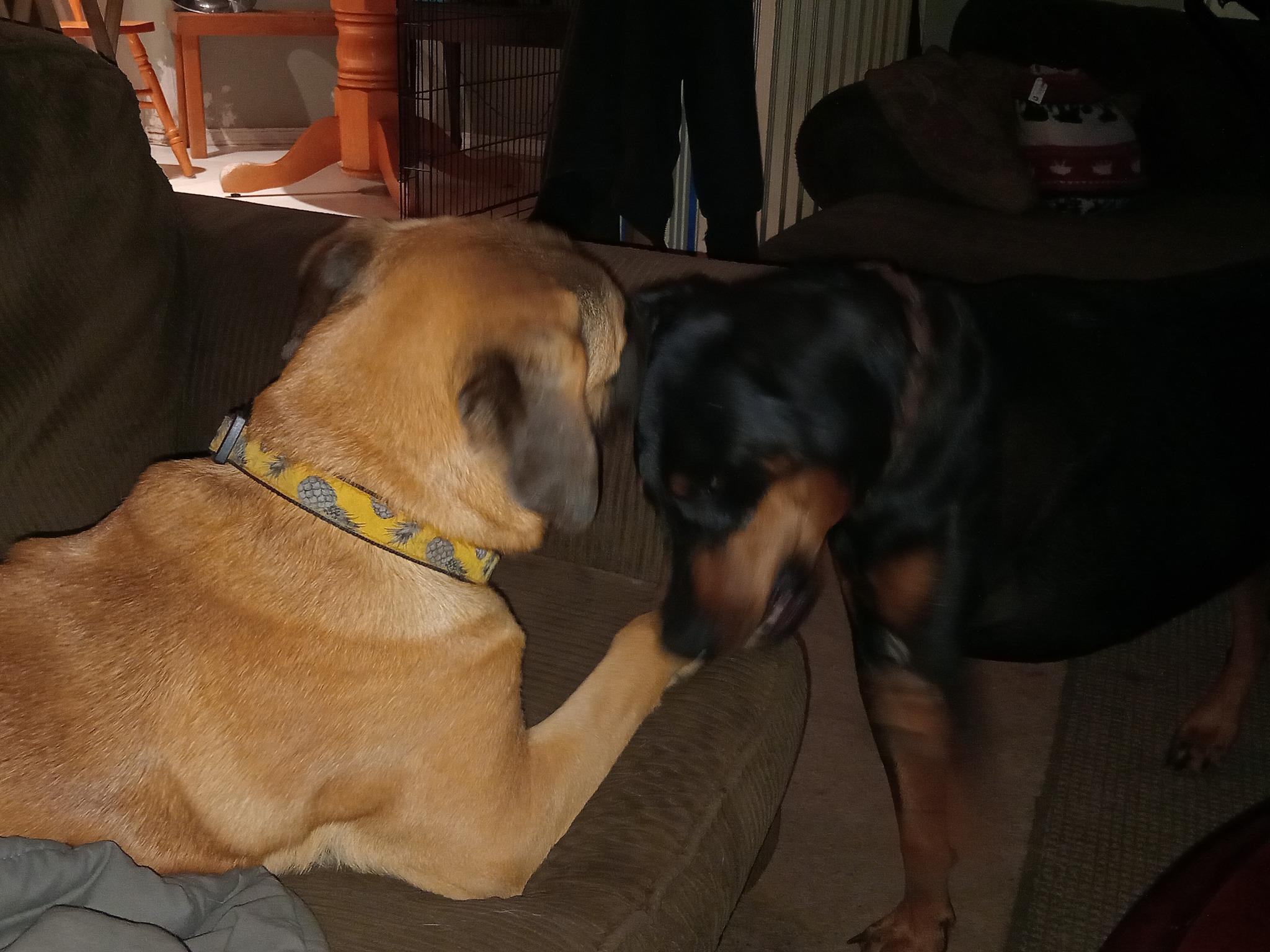 Enlarge Elliott, a Adoptable mixed breed in North Vancouver, BC image 3/5