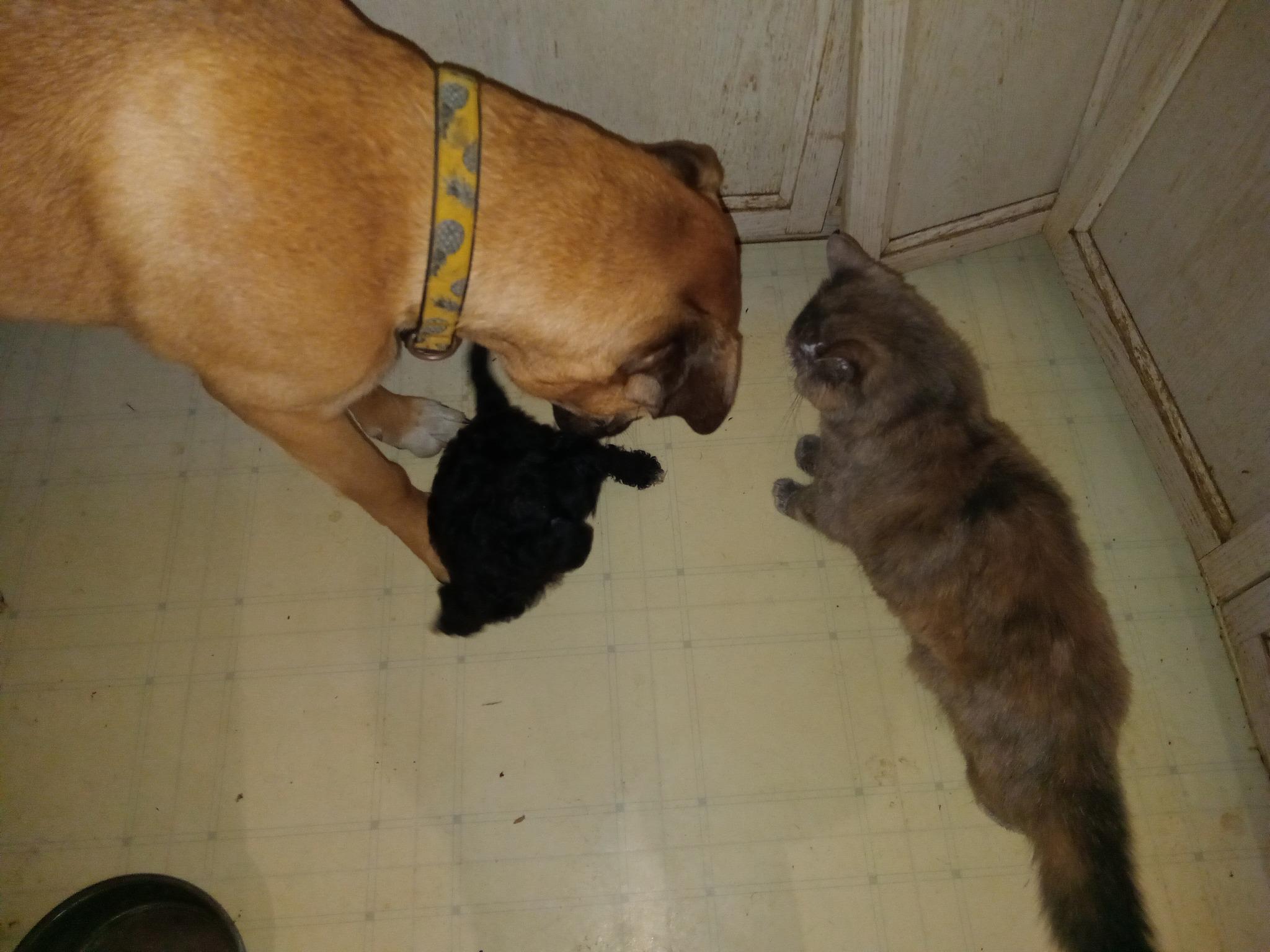 Enlarge Elliott, a Adoptable mixed breed in North Vancouver, BC image 4/5