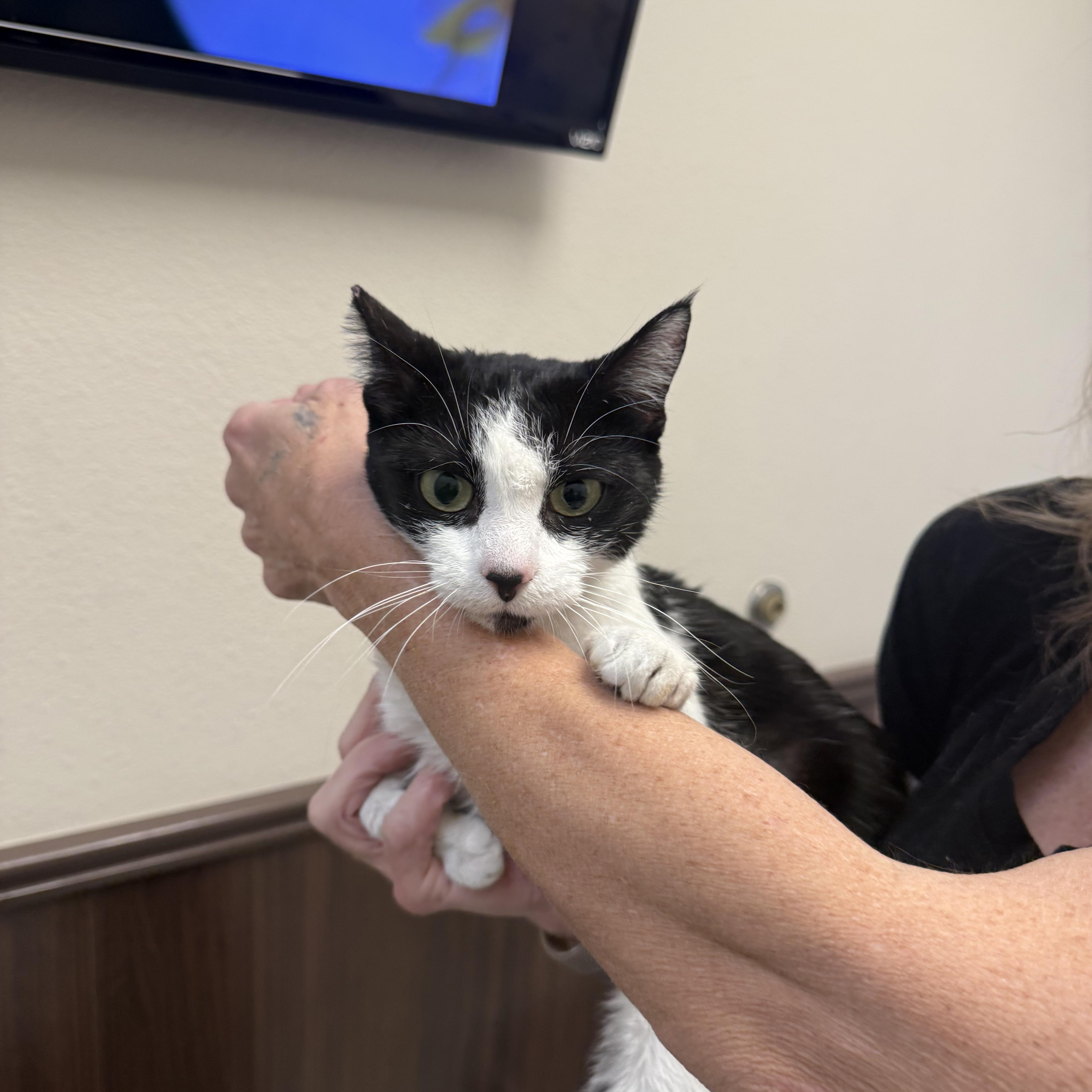 Enlarge Off The Rails, a ADOPTABLE Tuxedo in Las Vegas, NV image 1/1