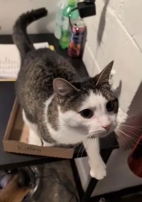 Enlarge Marla, a Adoptable Domestic Short Hair in Ferndale, MI image 2/5