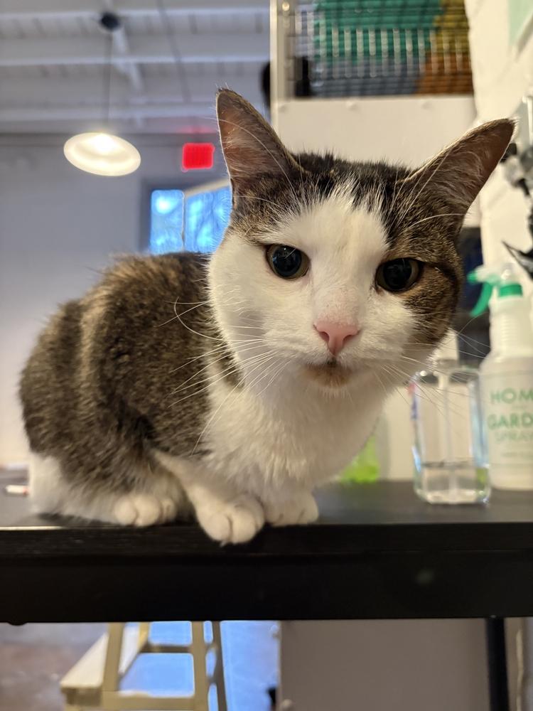 Enlarge Marla, a Adoptable Domestic Short Hair in Ferndale, MI image 3/5