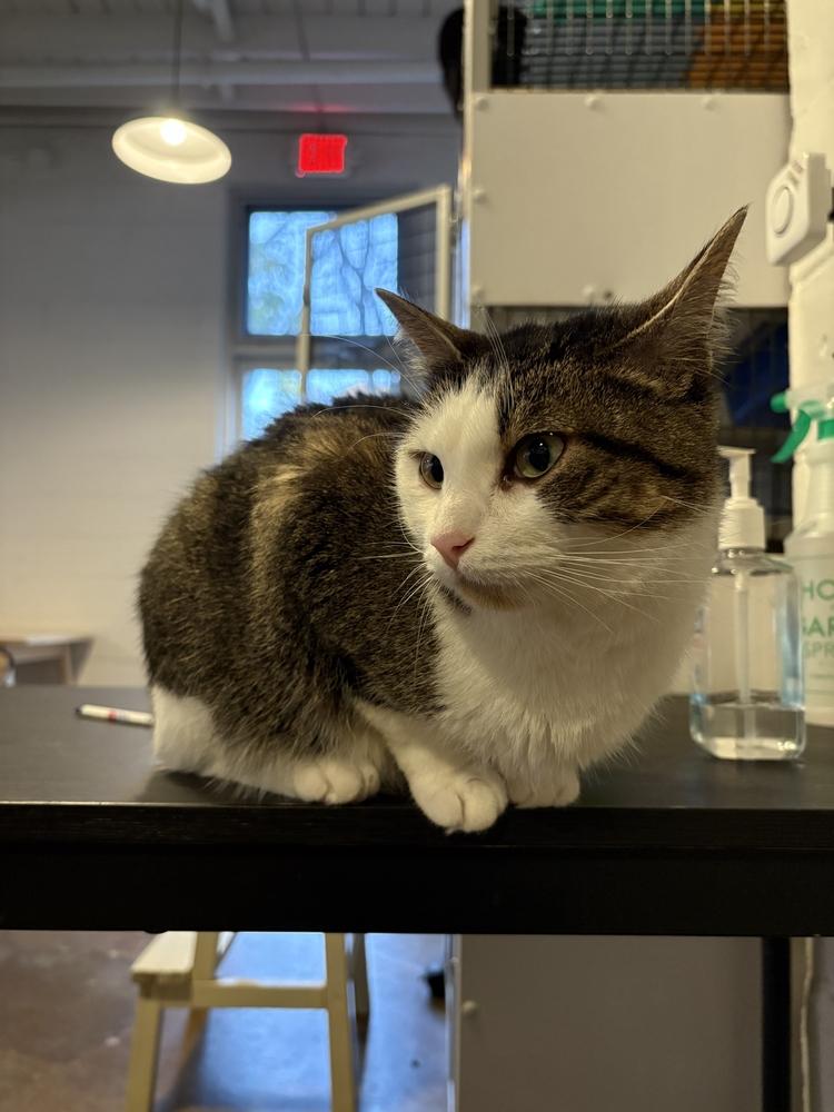 Enlarge Marla, a Adoptable Domestic Short Hair in Ferndale, MI image 4/5